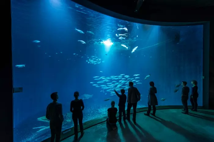 Schwarmbeckenh im Ozeaneum, Ausflugsziel an der Ostsee